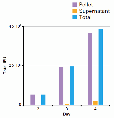 Adenovirus is purified directly from the cell pellet of HEK 293 cells