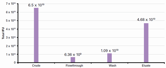 Adenovirus purification with high yield