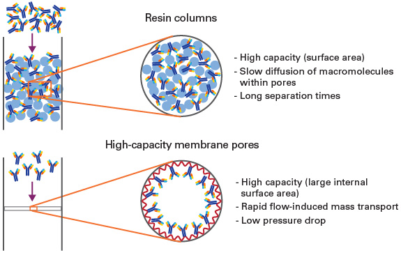 Capturem Protein A technology