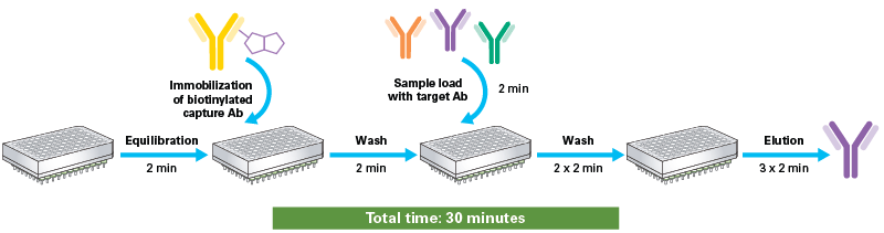Workflow schematic for purification or enrichment with Capturem Streptavidin