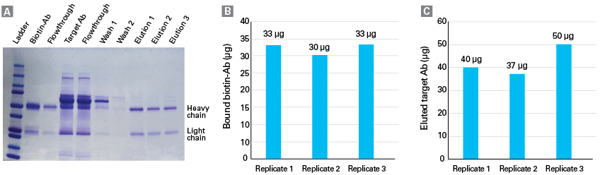 Antibody enrichment performed on Capturem Streptavidin mini spin columns 
