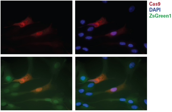 The Cas9 monoclonal antibody detects Cas9 protein by immunocytochemistry (ICC)