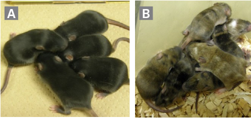 Comparison of chimeric rates in mouse lines established with Cellartis 3i mES/iPSC Culture Medium or conventional medium