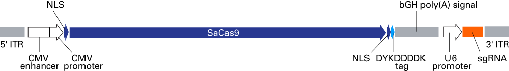 The AAVpro CRISPR/SaCas9 systems express SaCas9 and sgRNA from a single vector