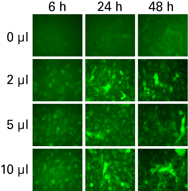 Dose-dependent, RLP-mediated expression of ZsGreen1 observed over time