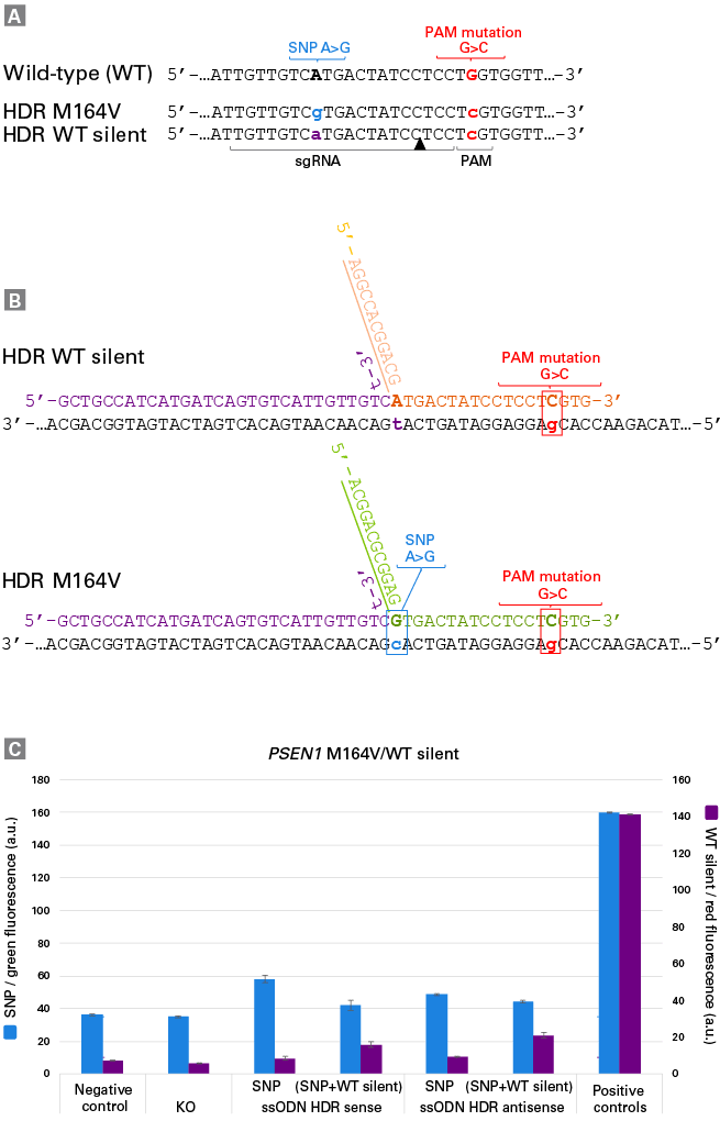 Simultaneous detection of WT and SNP alleles carrying a silent PAM mutation at the PSEN1 locus in a bulk-edited iPS cell population