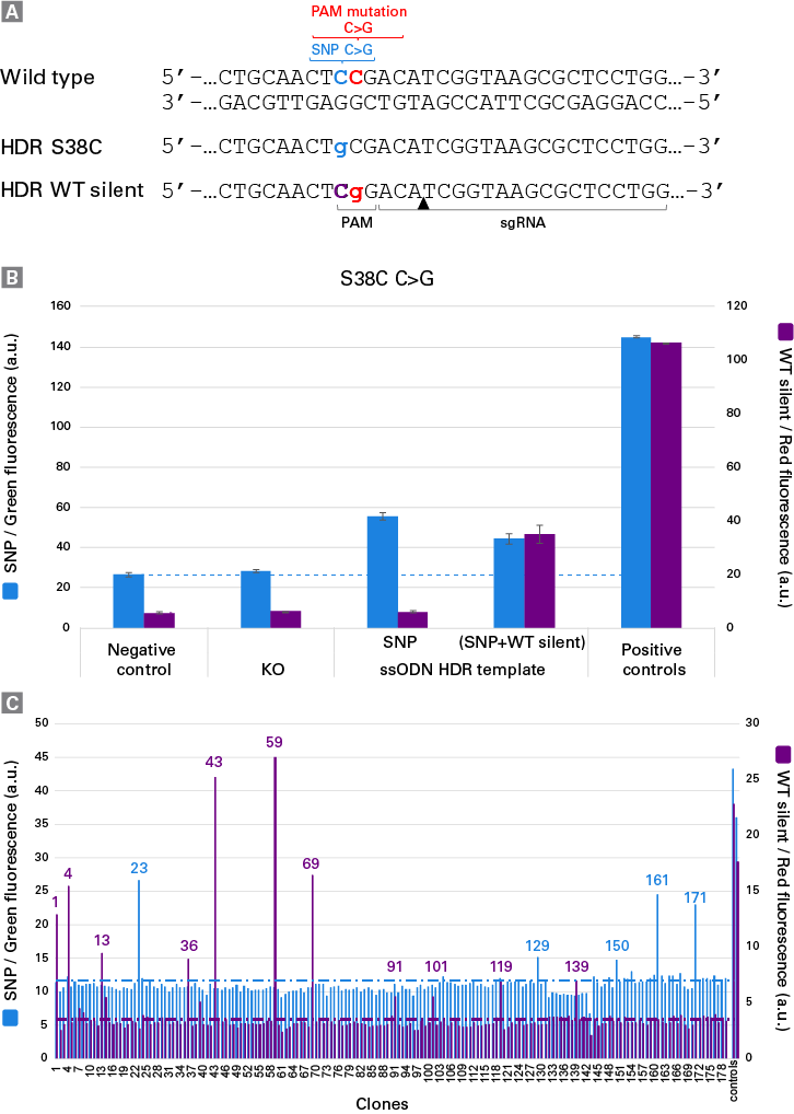 Detection of precise editing at an endogenous locus in bulk-edited and clonal iPSC populations