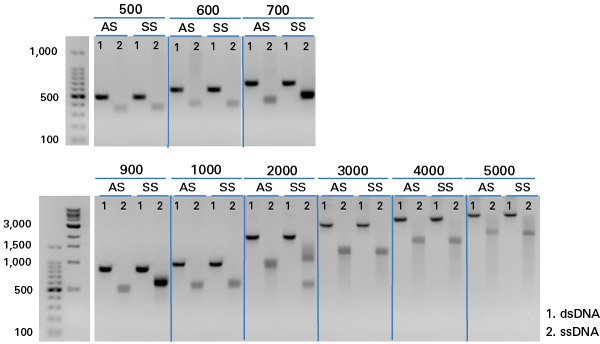 Improved processing of challenging templates and production of ssDNA up to 5,000 nt with the Guide-it Long ssDNA Production System v2.