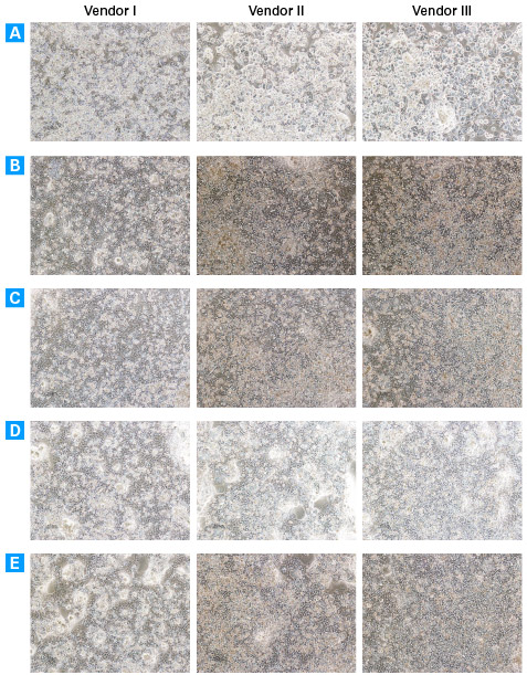 Primary hepatocytes cultured in Cellartis Power Primary HEP Medium