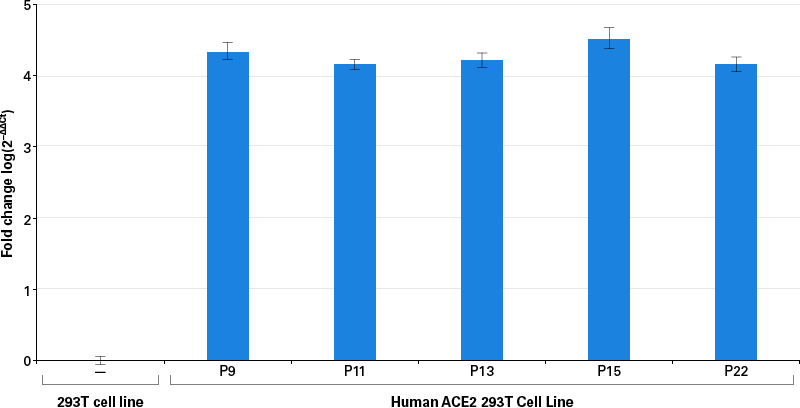 Confirmation of stable ACE2 expression across multiple cell passages