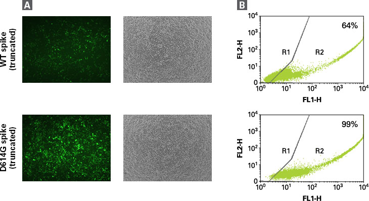 Transduction of Human ACE2 293T Cell Line with SARS-CoV-2 pseudoviruses encoding ZsGreen1
