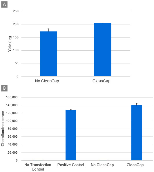 Affect of CleanCap Reagent AG (3’ OMe) on RNA yield and the expression of FLuc mRNA
