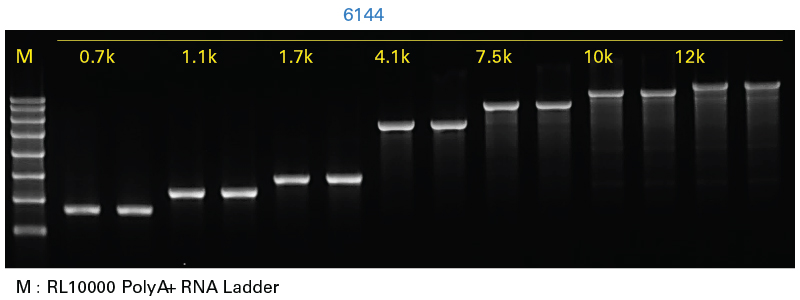  Evaluation of the performance of IVT using different template lengths (0.7 Kb–12 Kb)