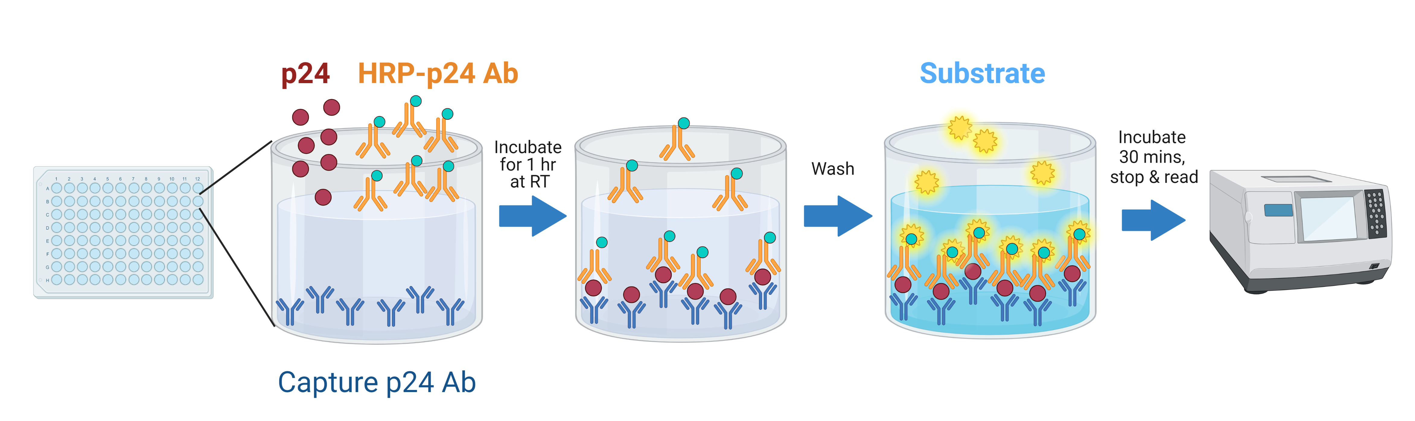 The Lenti-X p24 Rapid Titer Kit (Single Wash) workflow