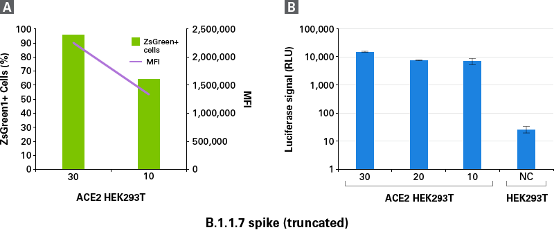 Transduction of an ACE2-positive cell line using pseudovirus produced with Lenti-X SARS-CoV-2 Packaging Single Shots (Universal)