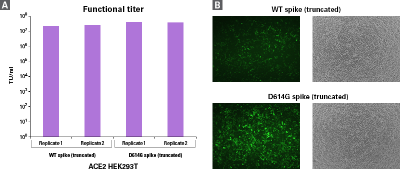 Functional titers obtained using Lenti-X SARS-CoV-2 Packaging Single Shots