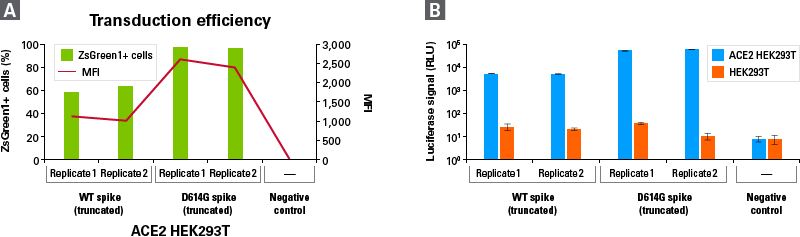 Transduction of an ACE2-positive cell line using pseudovirus produced with Lenti-X SARS-CoV-2 Packaging Single Shots