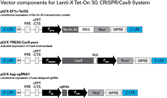 Vector components for Lenti-X Tet-On 3G CRISPR/Cas9 System