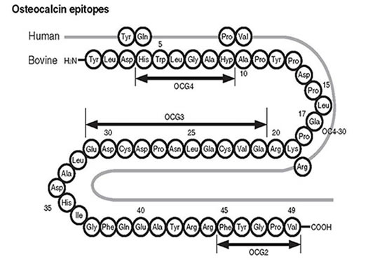 Recognition Sites of Anti-Osteocalcin Monoclonal Antibodies Assayed by Peptide Fragments