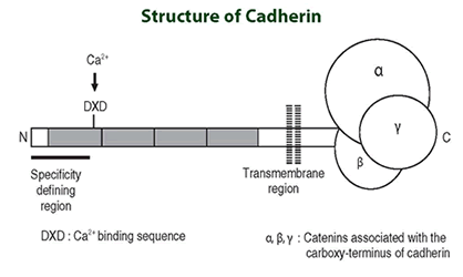 The amino-terminal extracellular portion of the molecule contains sequences that determine the specificity of each cadherin
