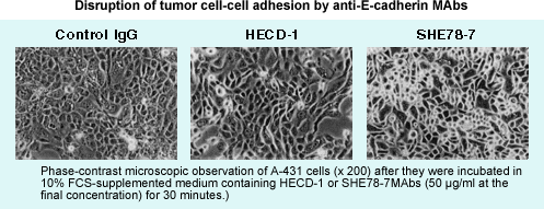 Disruption of tumor cell-cell adhesion by anti-E-cadherin MAbs