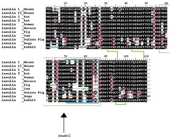 Amino acid alignment of insulin from various mammals