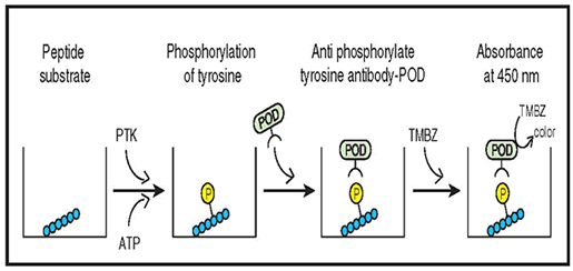 Principle of the Universal Tyrosine Assay Kit