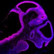 Immunohistochemical Staining with Anti-Mouse Irx3, Polyclonal (Cat