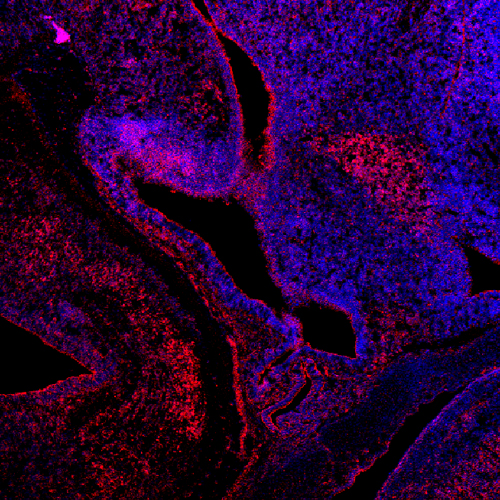 Immunohistochemical Staining with Polyclonal Antibody to Mouse Otp (Cat