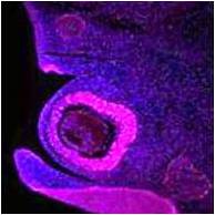 Immunohistochemical Staining with Anti-Mouse Rx, Polyclonal (Cat