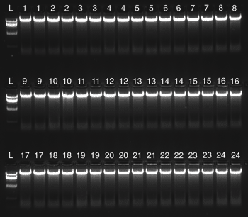 High-integrity DNA from whole blood using NucleoMag Blood 200 µL