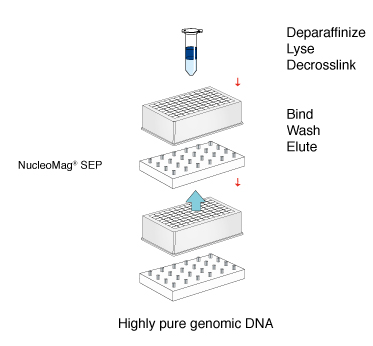 The NucleoMag DNA FFPE kit leverages the reversible adsorption of nucleic acids on paramagnetic beads to allow a quick, simple workflow for high-purity genomic DNA from FFPE tissue.