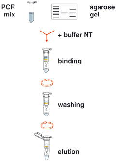The NucleoSpin Gel and PCR cleanup kit procedure is the easiest way to purify DNA fragments from agarose gels, and for direct purification of PCR products