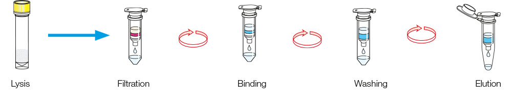NucleoSpin RNA Stool procedure