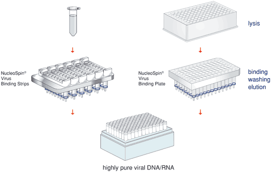 NucleoSpin 8/96 Virus procedure