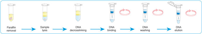 NucleoSpin DNA FFPE XS procedure