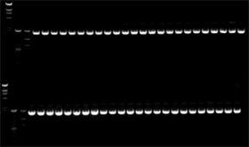 Reproducible yields of plasmid DNA are obtained with the NucleoSpin 96 Plasmid kit