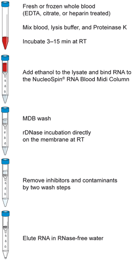 The NucleoSpin RNA Blood Midi procedure