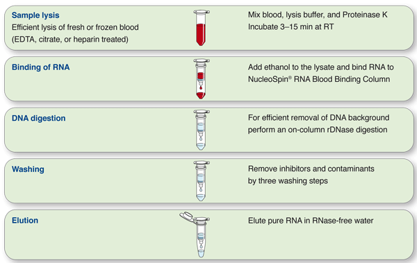 The NucleoSpin RNA Blood procedure
