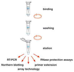 The NucleoSpin RNA Set for NucleoZOL procedure (after NucleoZOL lysis)