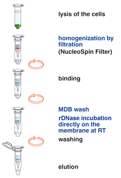 NucleoSpin RNA Plant procedure