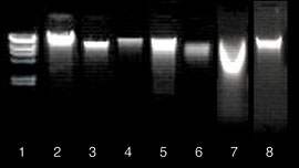 Isolation of high-quality DNA with with the NucleoSpin TriPrep kit