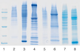 Isolation of total protein with the NucleoSpin TriPrep kit