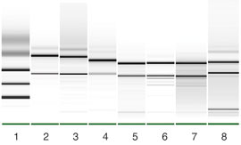Isolation of high-integrity RNA with the NucleoSpin TriPrep kit