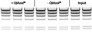 High recovery of large DNA fragments using NucleoSpin gDNA cleanup