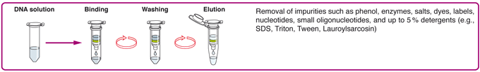 The NucleoSpin gDNA cleanup procedure
