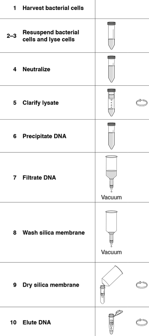The NucleoSnap Plasmid Midi procedure