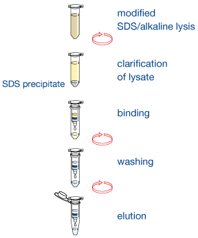 The NucleoSpin Plasmid Transfection-grade procedure