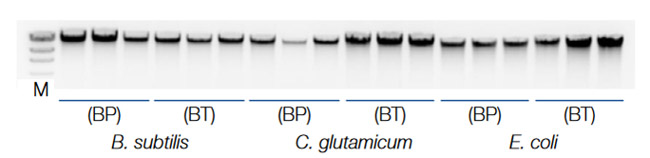 Reliable DNA integrity with bead-plate or bead-tube homogenization