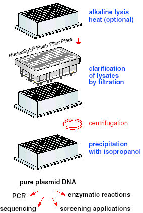 The NucleoSpin 96 Flash procedure